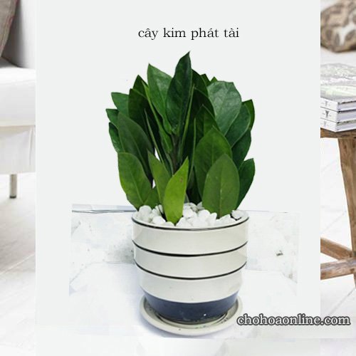 Cây Lá Gấm