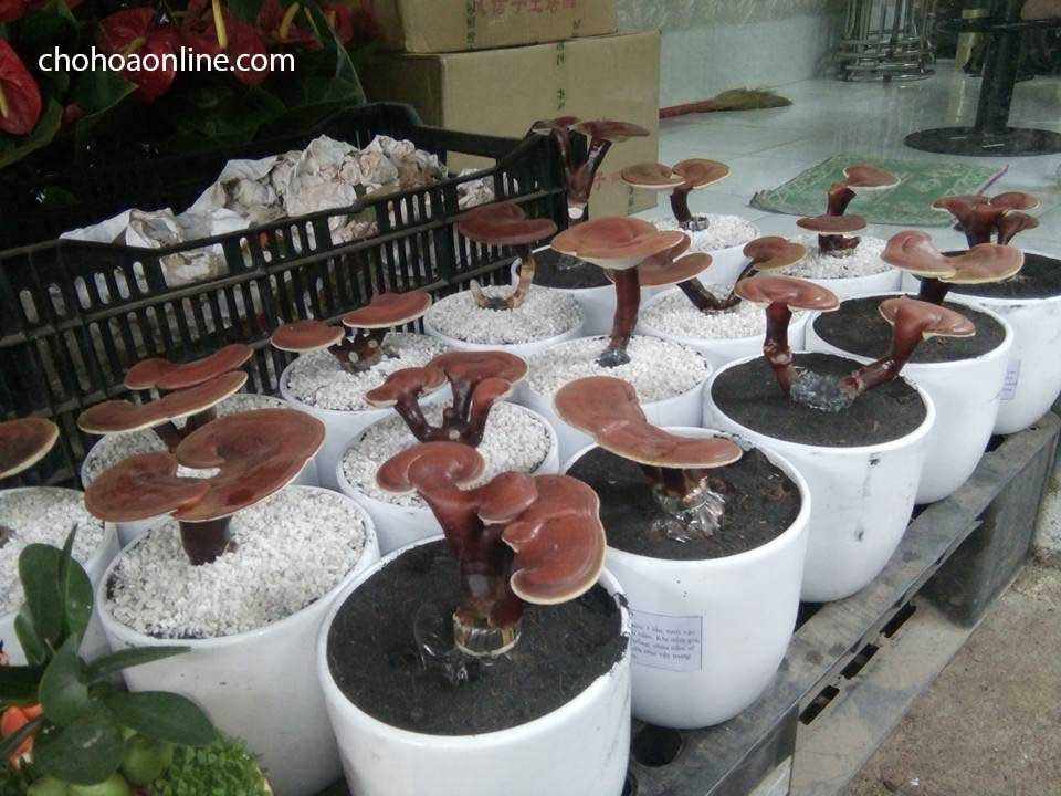 Hạt Giống Rau Húng Lủi