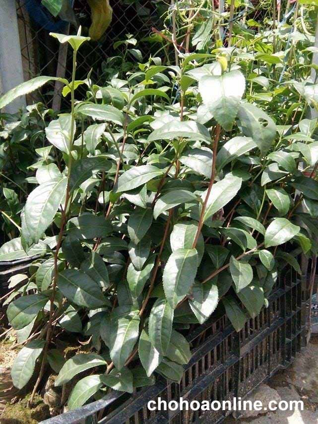 Hạt Giống Rau Cải Ngọt 2