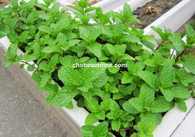 Hạt Giống Rau Cải Ngọt
