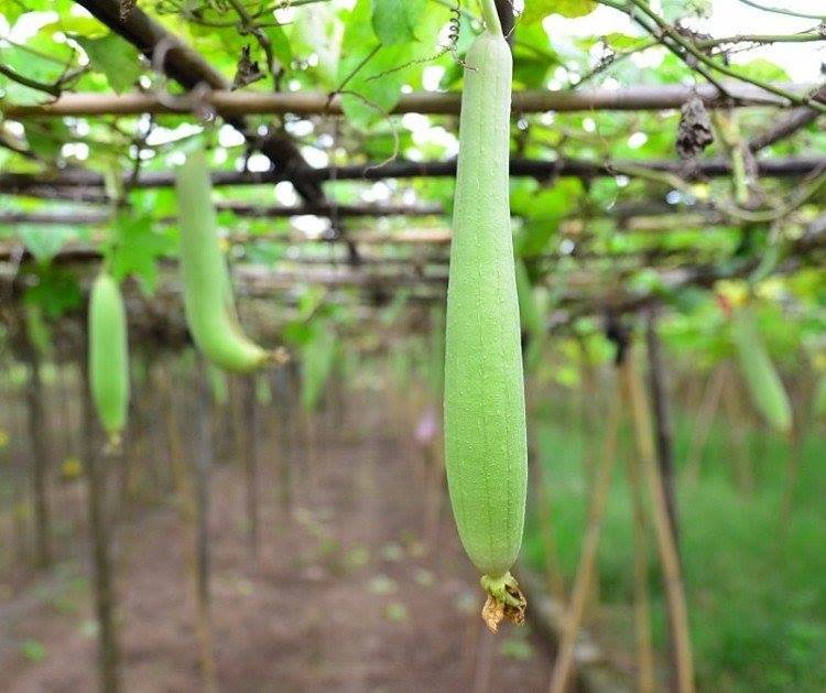 Hạt Giống Rau Cải Ngọt