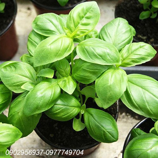 Cây Lá Gấm Để Bàn 3