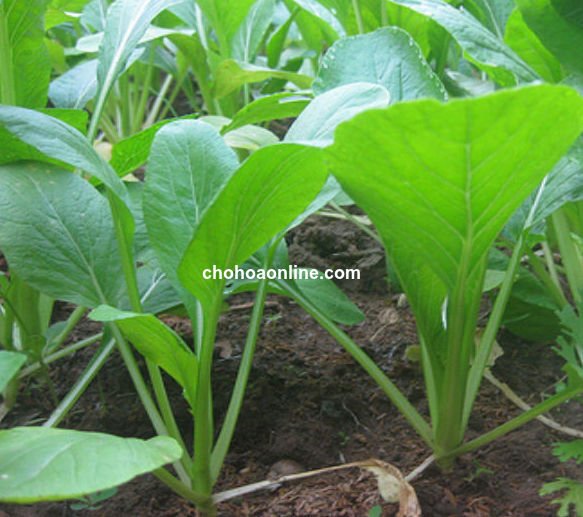 Cây Lá Gấm Để Bàn