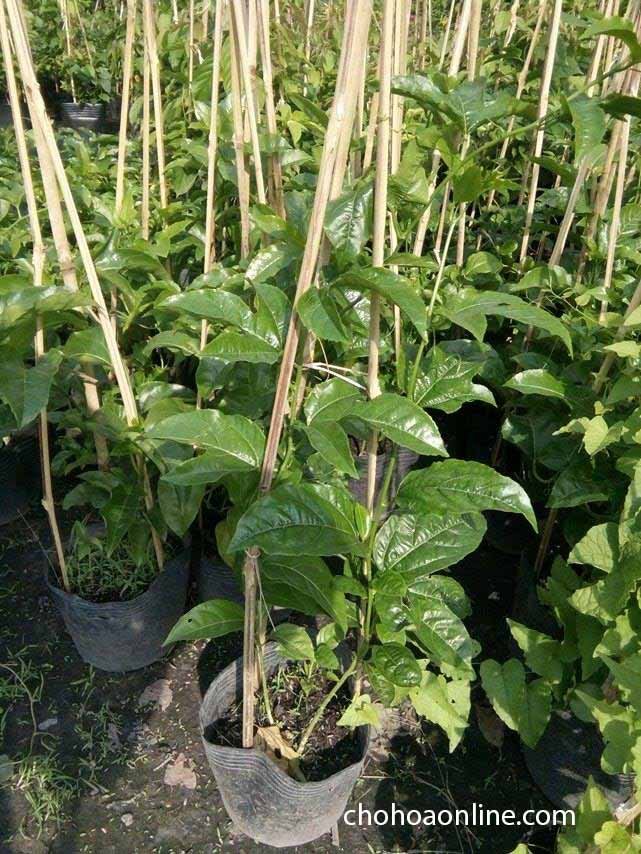 Cây Lá Gấm Để Bàn