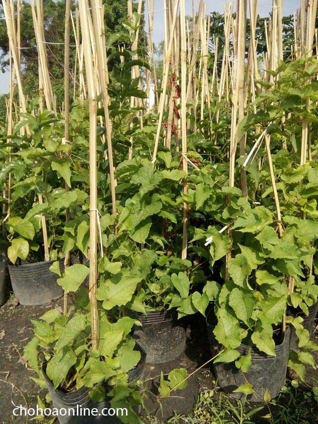 Cây Lá Gấm Để Bàn