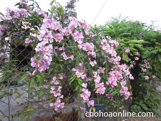 Cây Lá Gấm Để Bàn