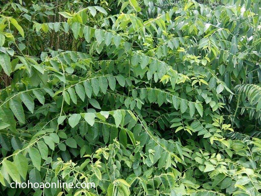 Cây Ngọc Bích Để Bàn