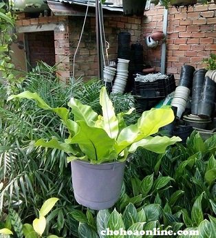 Cây Trâm Ổi Chậu Treo