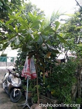 Cây Sơn Tùng