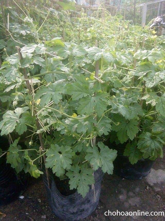 Cây Phát Tài Búp Sen