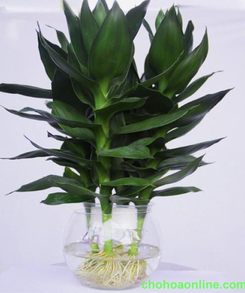 Cây Hồng Mai
