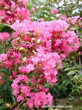 Cây Si Nội Thất