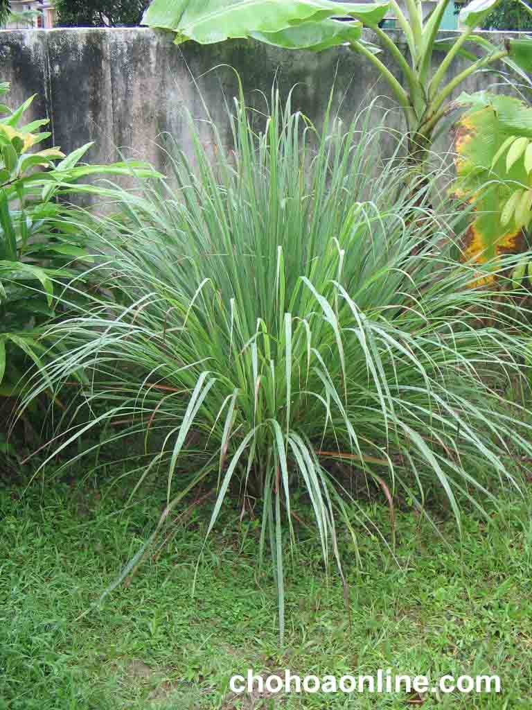 Cây Huỳnh Anh Leo