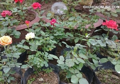 Cây Sương Sâm Giống
