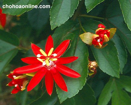 Cây Sương Sâm Giống