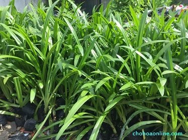 Cây Mật Cật Trồng Chậu