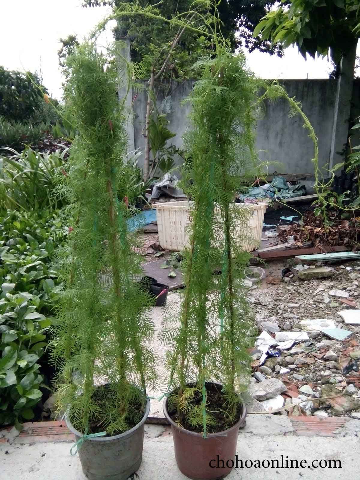 Cây Cỏ Đồng Tiền Để Bàn