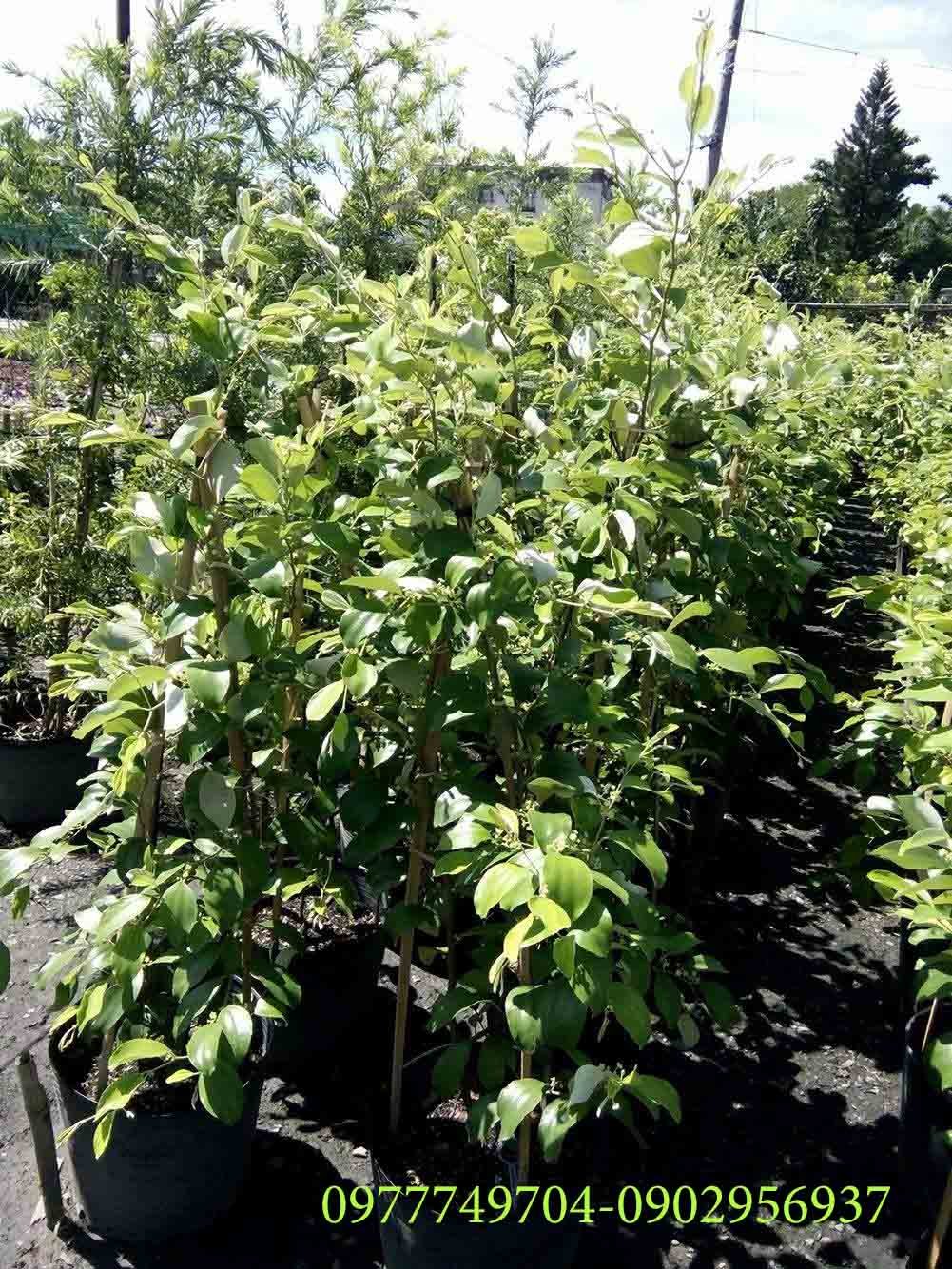 Cây Bồ Đề