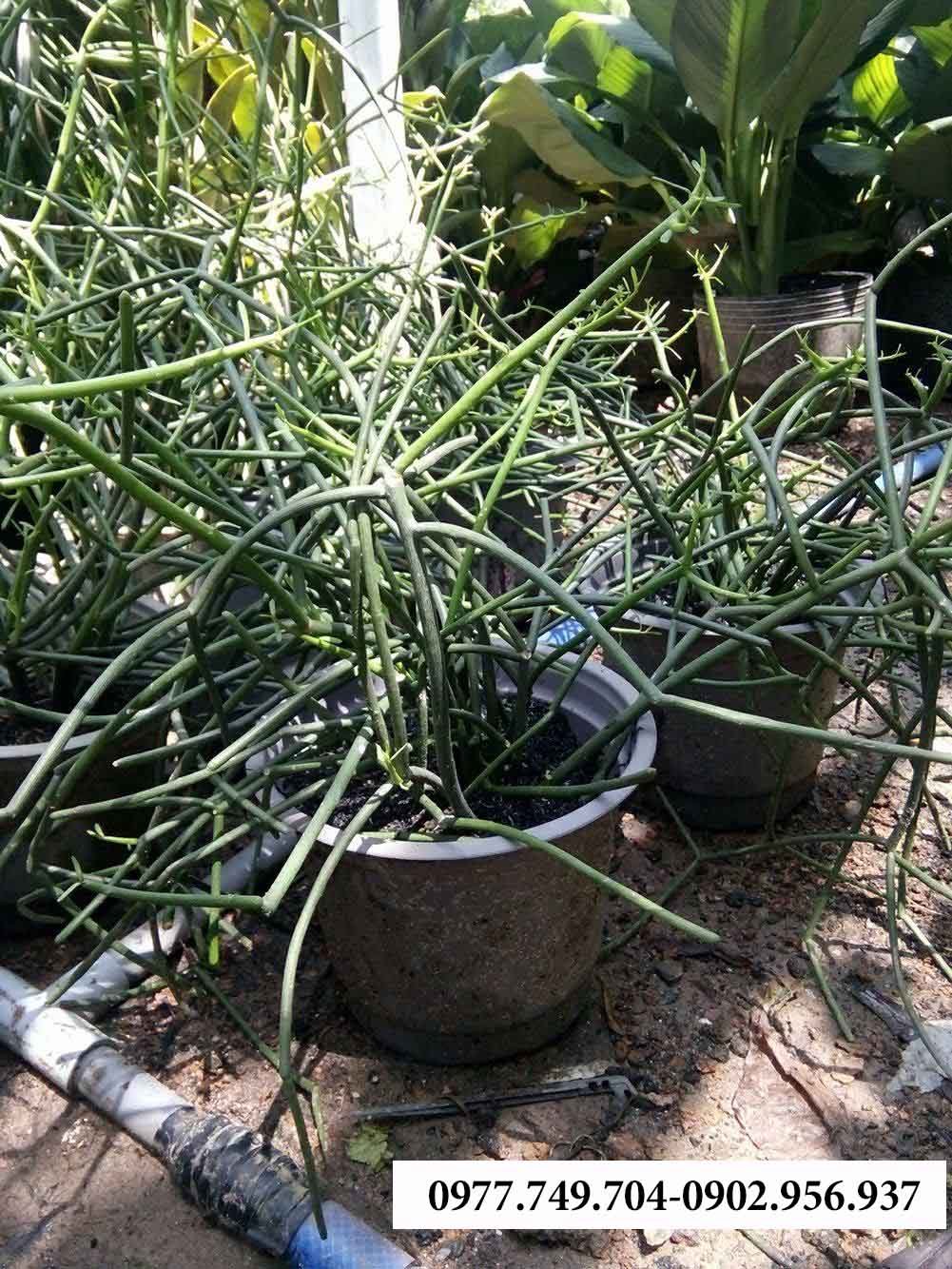 Cây Cao Cẳng Sọc