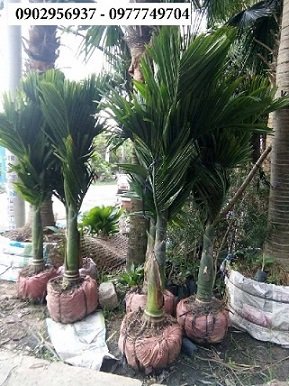 Cây Cao Cẳng Sọc