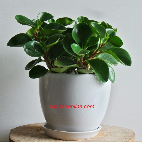 Cây Phát Tài Gốc