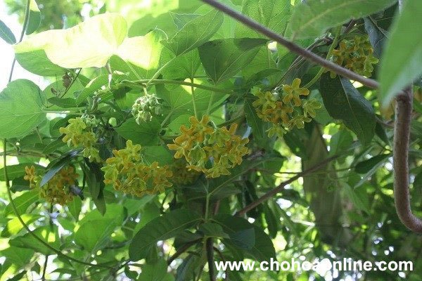 Hoa Dừa Cạn Đứng 3
