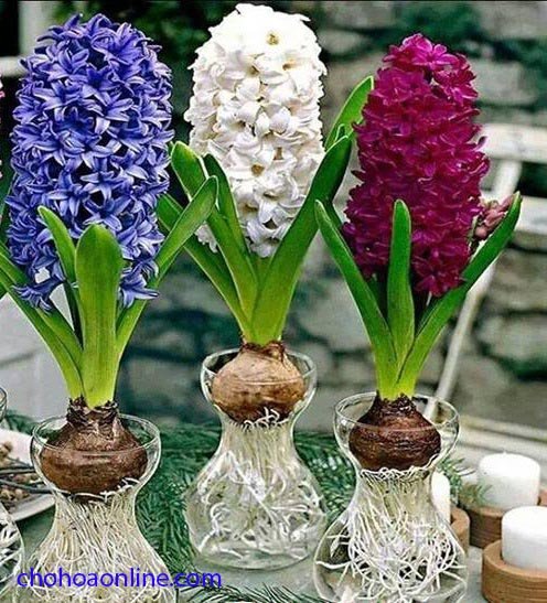 Hoa Dừa Cạn Đứng 2