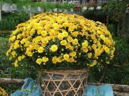 Hoa Dừa Cạn Đứng
