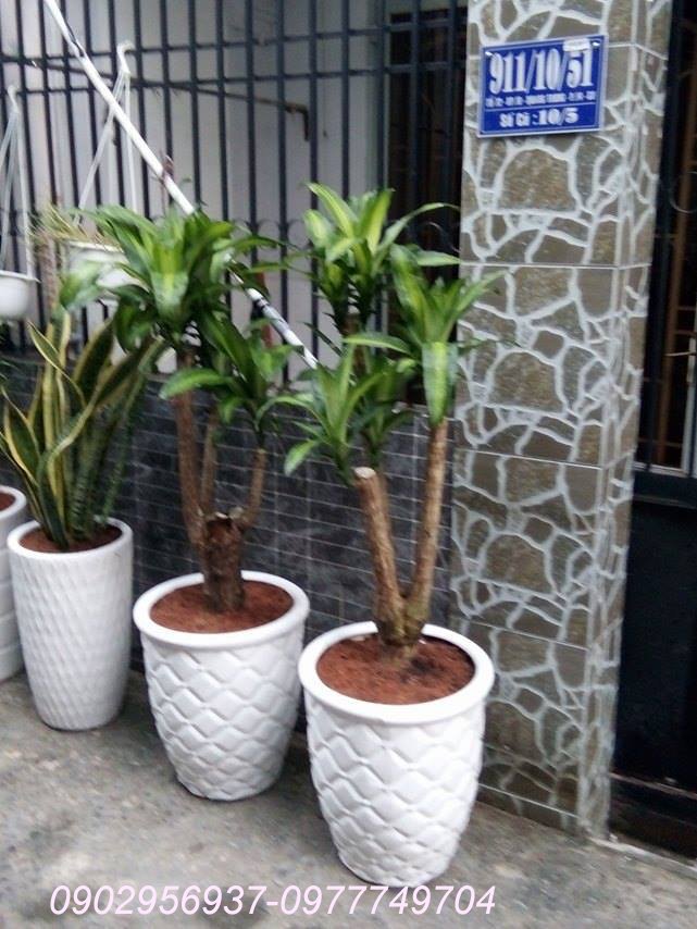 Cây Nguyệt Quế Thái