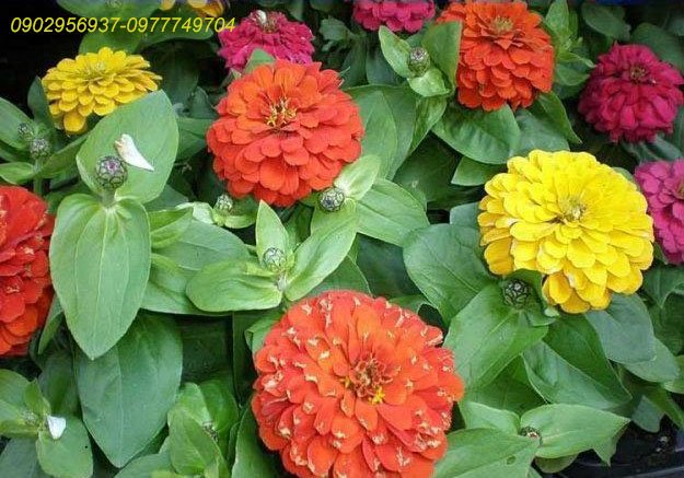Cây Mật Cật Trồng Chậu