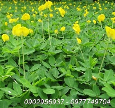 Cây Mật Cật Trồng Chậu