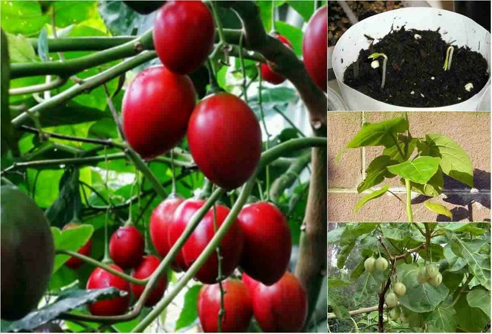 Cây Mật Cật Trồng Chậu