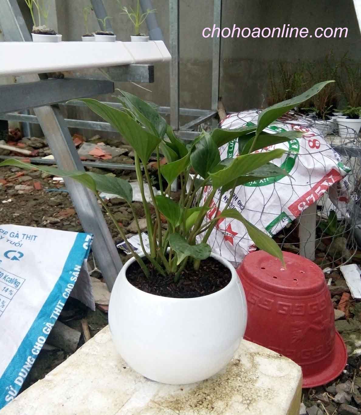 Giống Cây Quất
