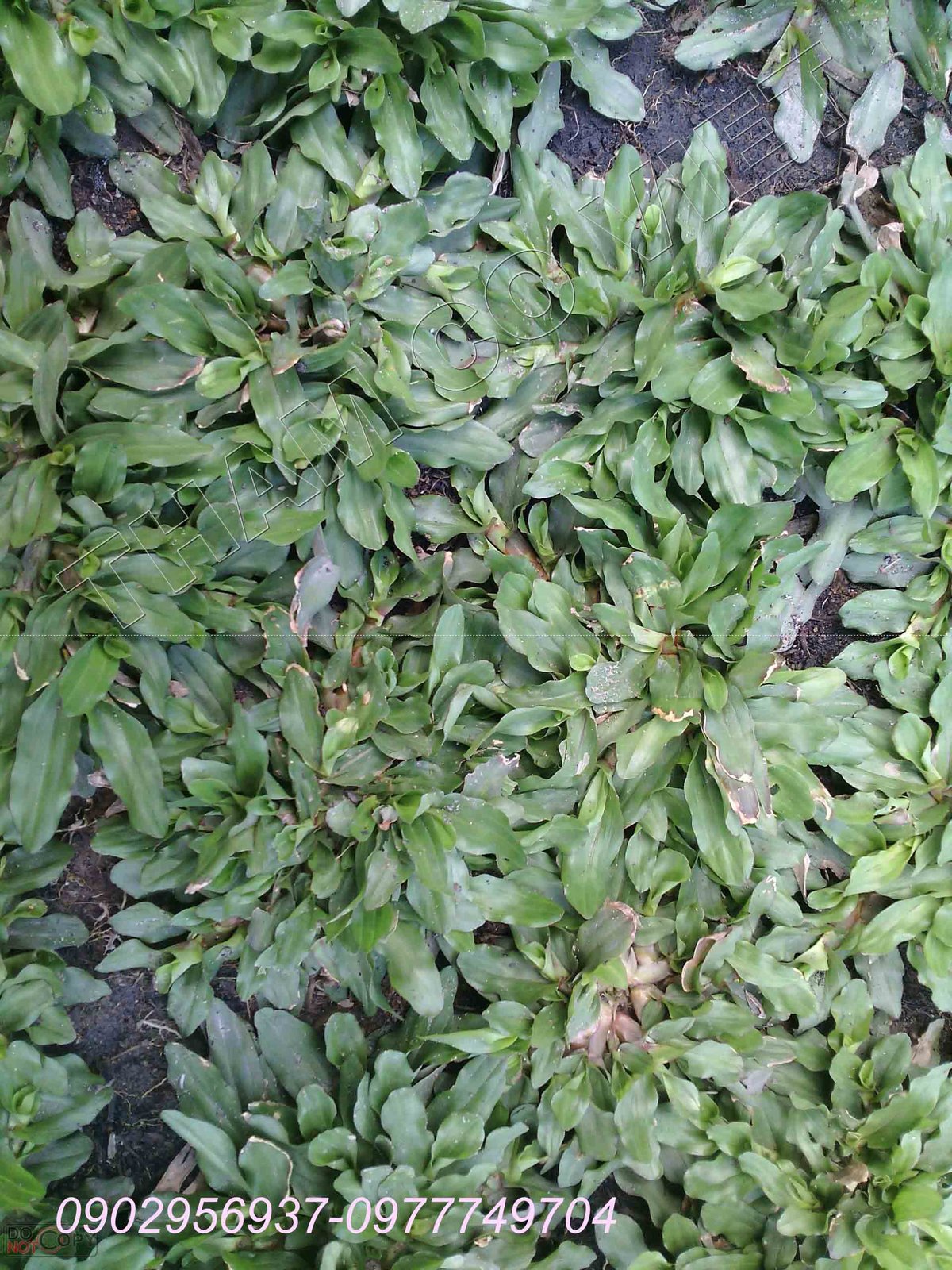 Giống Cây Quất