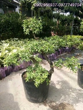 Cây Trầu Bà Nam Mỹ