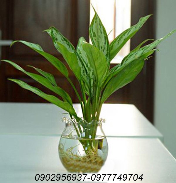 Cây Cỏ Mây