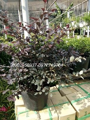 Cây Phú Quý Thủy Sinh