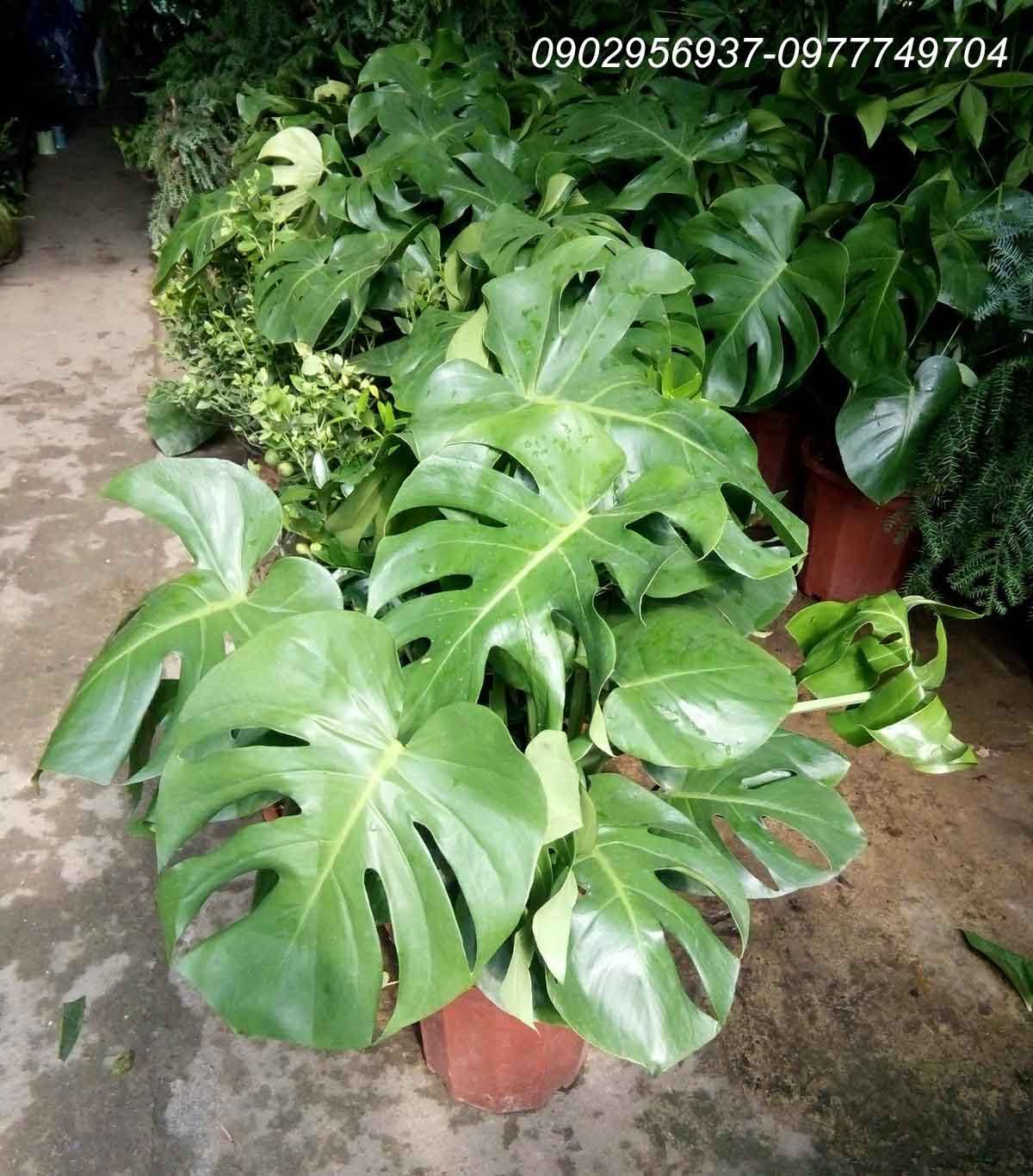 Cây Việt Quất
