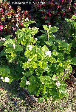Cây Vạn Niên Thanh Để Bàn