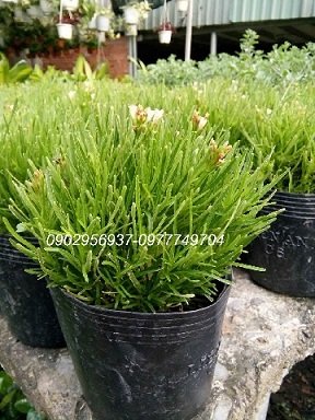 Cây Vạn Niên Thanh Để Bàn