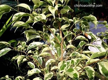 Cây Ngọc Lan