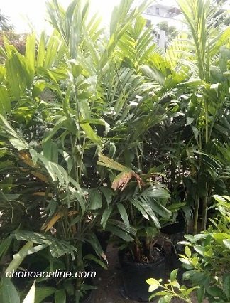 Cây Cùm Rụm Bonsai Mini