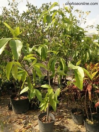 Cây Kim Thất Tai