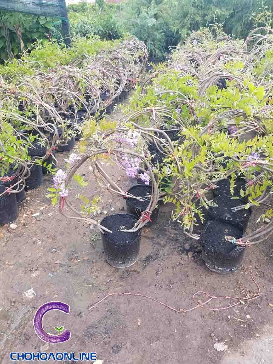 Cây Hoa Mười Giờ Thái Nhiều Màu Chậu Treo
