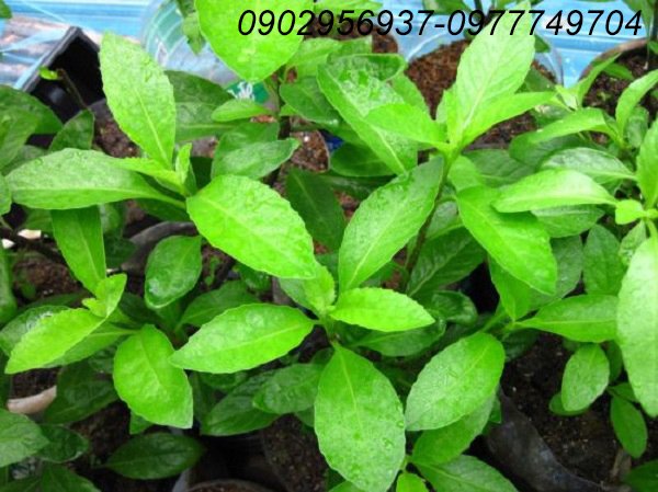 Cây Mật Cật Trồng Chậu