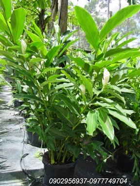 Cây Hoa Bụp Lồng Đèn Chậu Treo