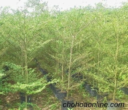 Cây Bạch Tuyết Mai