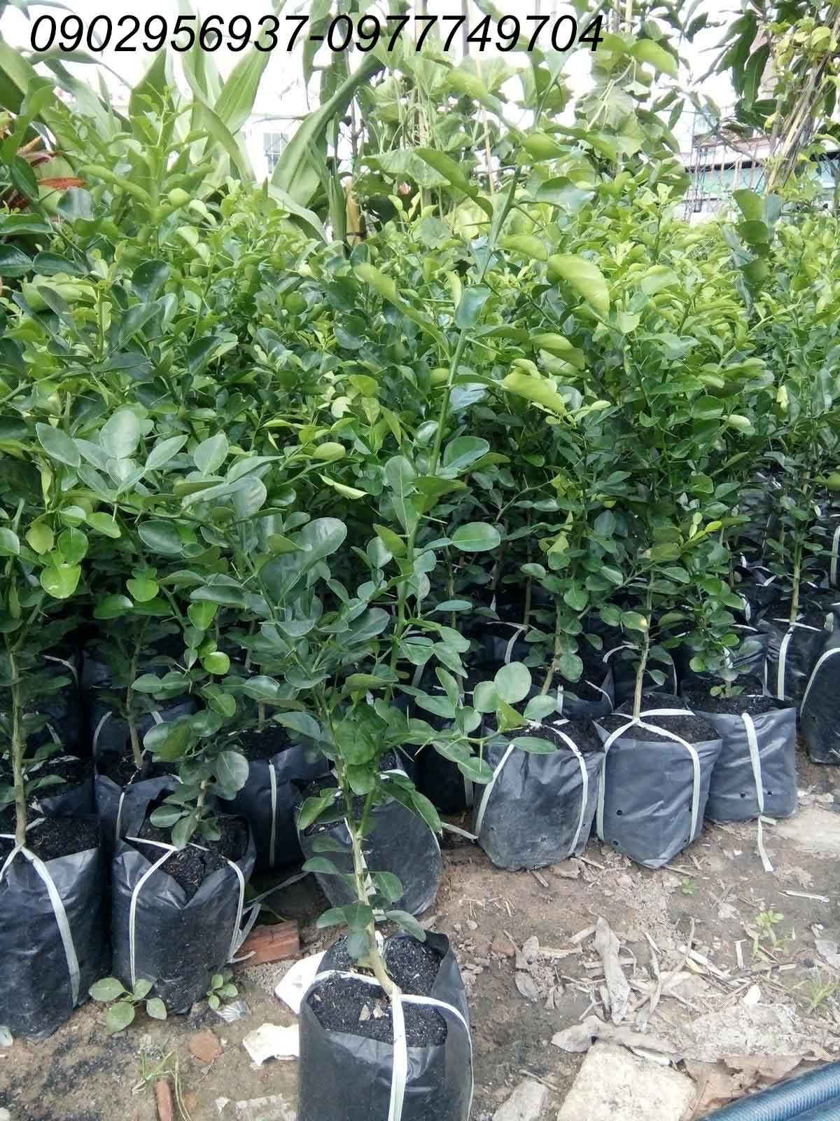 Cây Bạch Tuyết Mai
