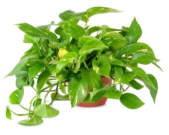 Ống PE Cho Hệ Thống Tưới 2