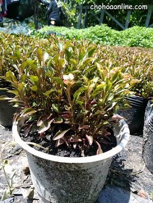 Dây Tưới Nhỏ Giọt Drip Tape Seowon Korea